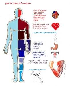 Human Body Clipart & Human Body Clip Art Images - Clipartall pertaining to Body Human - Human Anatomy Diagram